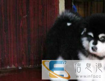 爱宠动物医院专看猫狗疾病 24小时服务