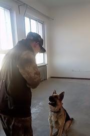 宠物犬，工作犬训练