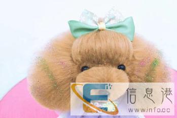 派多格学习宠物美容，训犬和开店一站式服务