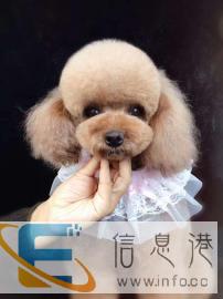 宠物店好帮手，萌格国际宠物美容学校欢迎您