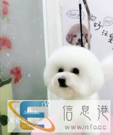 宠物美容及食品用品销售