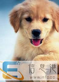 代寄养宠物让你的出行时光无忧无虑