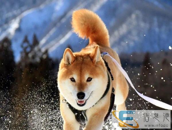 丹东地区专业办理宠物托运