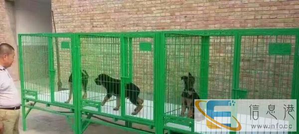 专业狗笼寄养健康狗狗