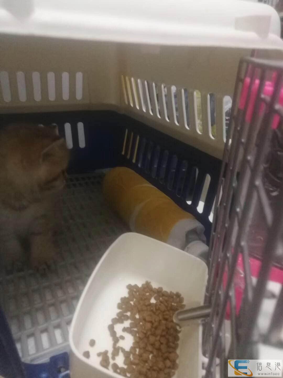 甘肃定西宠物快递上门接送全国连锁