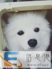 宠物托运价全程用心