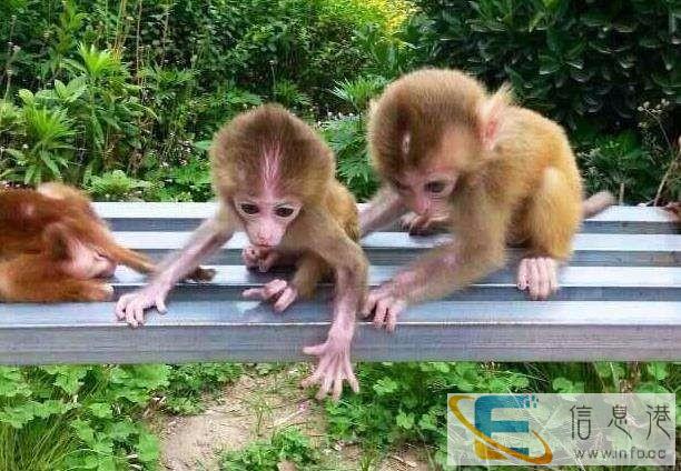 广东省韶关市哪里有卖袖珍石猴宠物猴