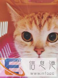 宠物托运航空汽车火车专车随机