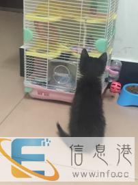 良心寄养狗狗猫咪仓鼠刺猬兔子等各种小宠