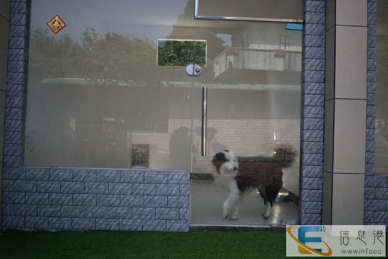 佛山高明宠物训练学校 狗狗训犬基地 可上门接送