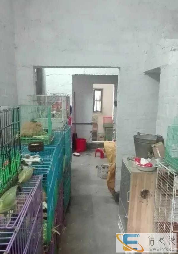 接受寄养荷兰猪豚鼠兔子松鼠仓鼠龙猫