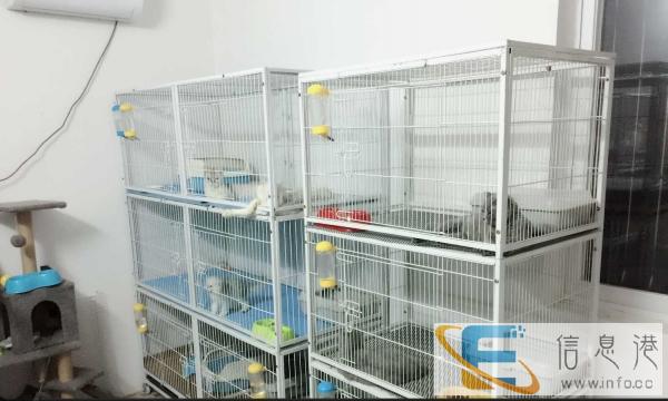 长期宠物猫寄养价格30元一天