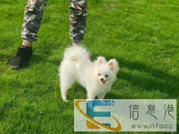 狗狗行为纠正，宠物训练，寄养，专车接送