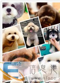 宠物美容学校去哪里，沈阳萌格欢迎你