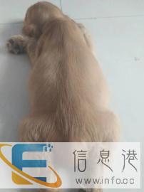 家庭式宠物爱心寄养