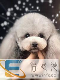 宠物店好帮手，萌格国际宠物美容学校欢迎您