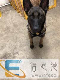 资深遛狗师帮忙代遛狗