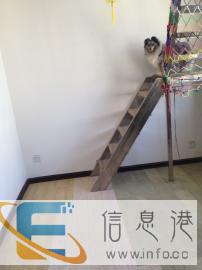 喜宠家庭宠物寄养可视频