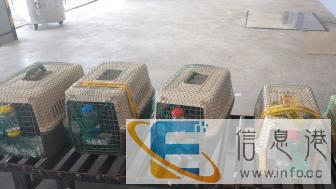 桂林 宠乐游 宠物托运航空随机托运火车汽车托运狗猫