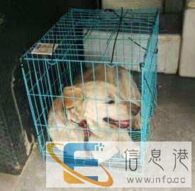 宠物托运，专业安全放心