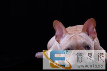 贵港宠物殡葬宠物火化宠物善终