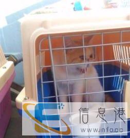 宠物托运价格100