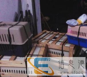 宠物托运，选择长旺宠物托运