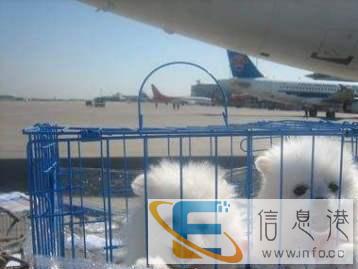 宠物托运中心欢迎你