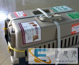 专业宠物托运100