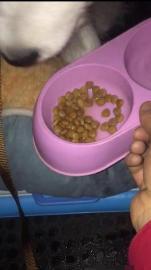 宠爽游宠物保姆专车托运专人照看喂食喂水遛宠