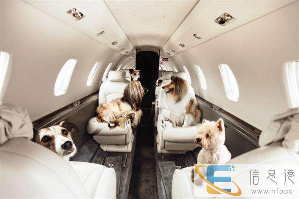 江西赣州宠物快递上门接送全国连锁