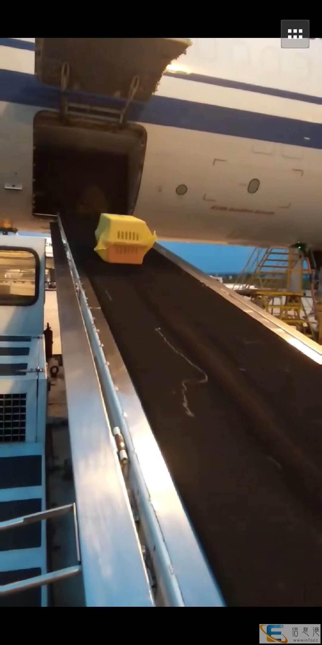 宁夏固原宠物快递上门接送全国连锁