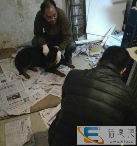 哈尔滨上门宠物医生