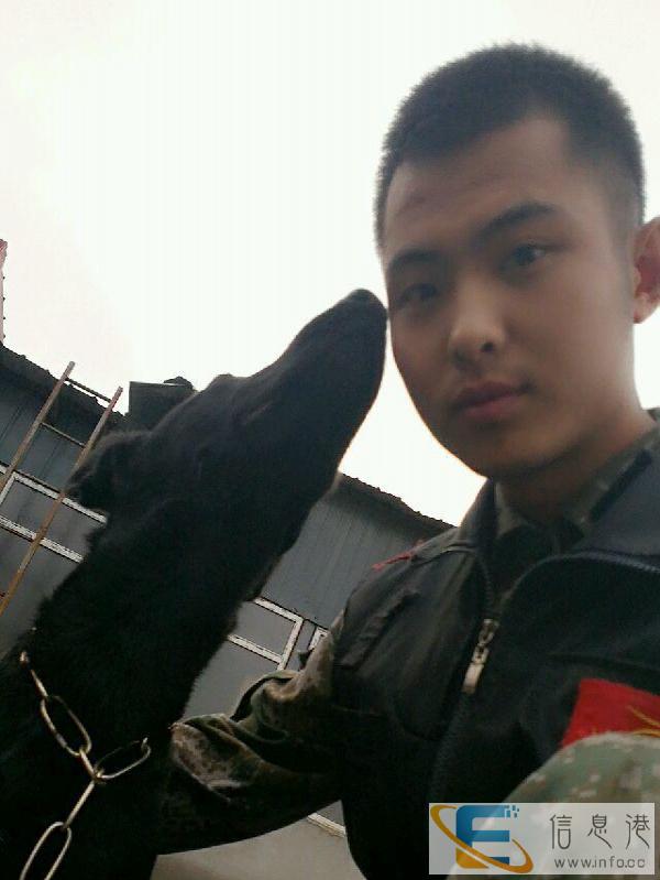 哈市 国家承认持证训犬师王淼 训狗 训犬 宠物狗训练