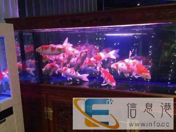 清洗鱼缸清理鱼缸安装鱼缸维修维护鱼缸换水