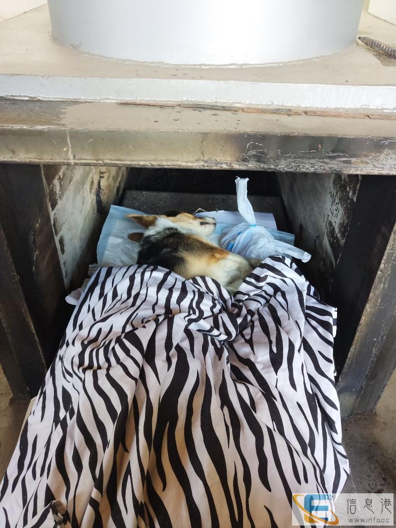 哈尔滨市小豆豆宠物殡葬宠物火化善终爱心机构