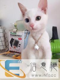 家庭式宠物寄养一楼带花园24小时看狗