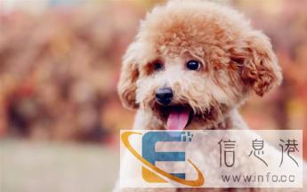 宠物托运价格面议