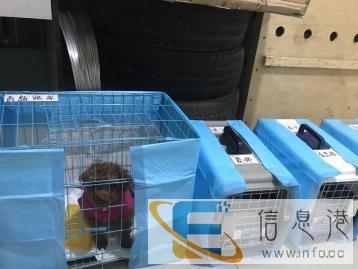 较专业的宠物托运企业为您宠物的出行保驾护航