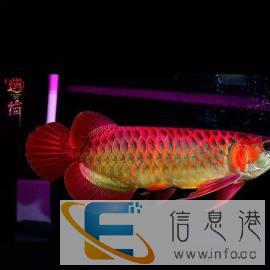 鱼缸清理鱼缸清理鱼缸换水鱼缸维修鱼缸安装