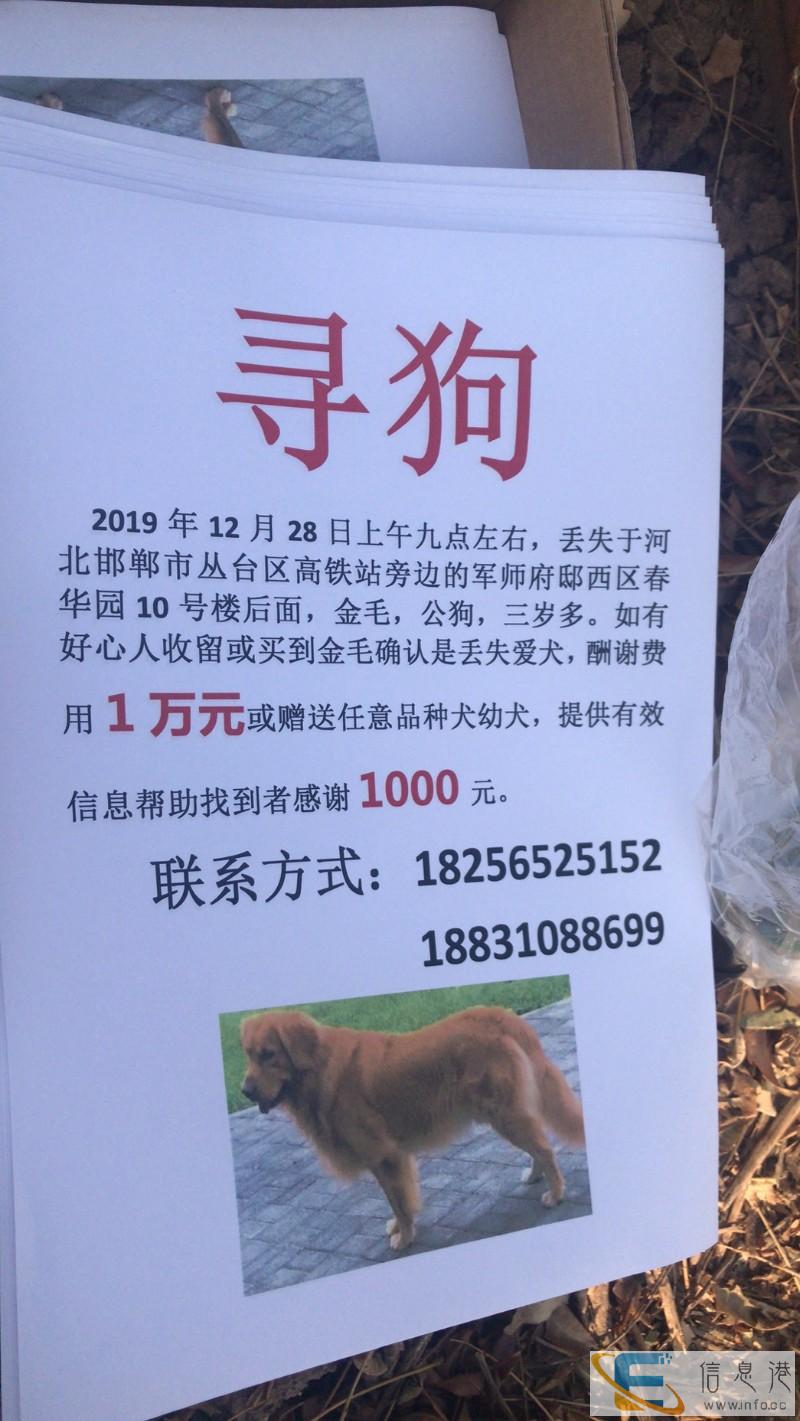 邯郸市丛台区春华园酬谢一万元寻找金毛犬