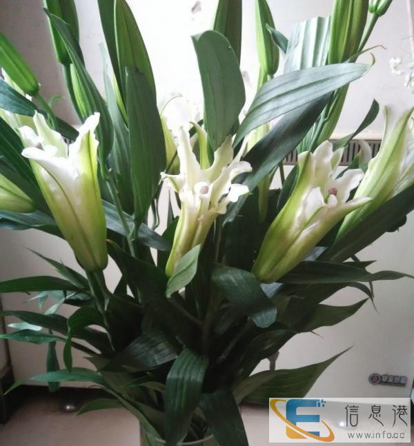 绥中花缘鲜花水果