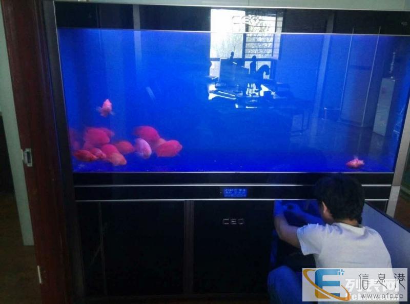 邯郸鱼缸清洗,维修,更换器材,疾病预防与治疗服务