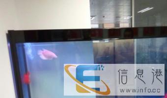 专业清洗鱼缸养水养鱼