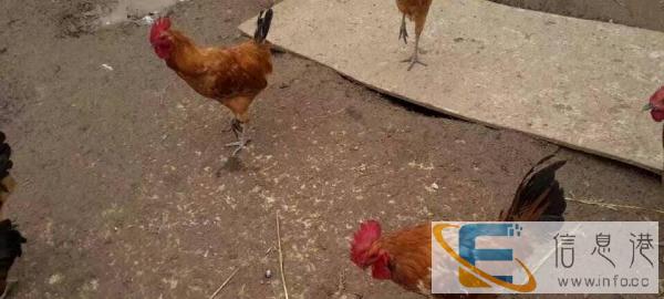 正宗散放土公鸡