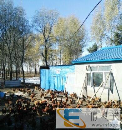 黑龙江省北安市大自然养鸡场