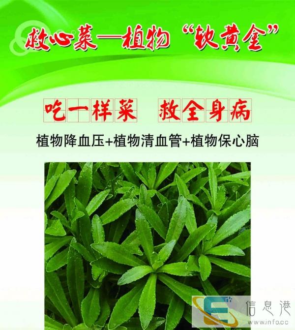 养心菜、鱼腥草等保健野菜