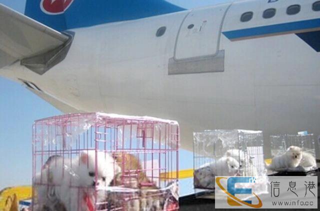 衡阳宠物托运到全国各地往返