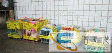 托运宠物//长沙宠物托运衡阳