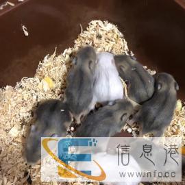 仓鼠活体仓鼠宝宝